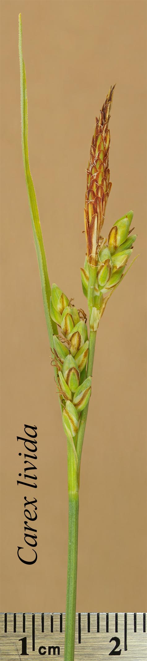 Inflorescence of Carex livida
