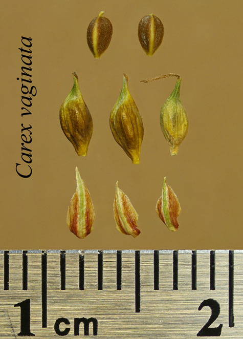 Achenes, perigynia and scales of Carex vaginata