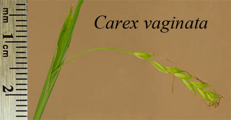 Inflorescence of Carex vaginata