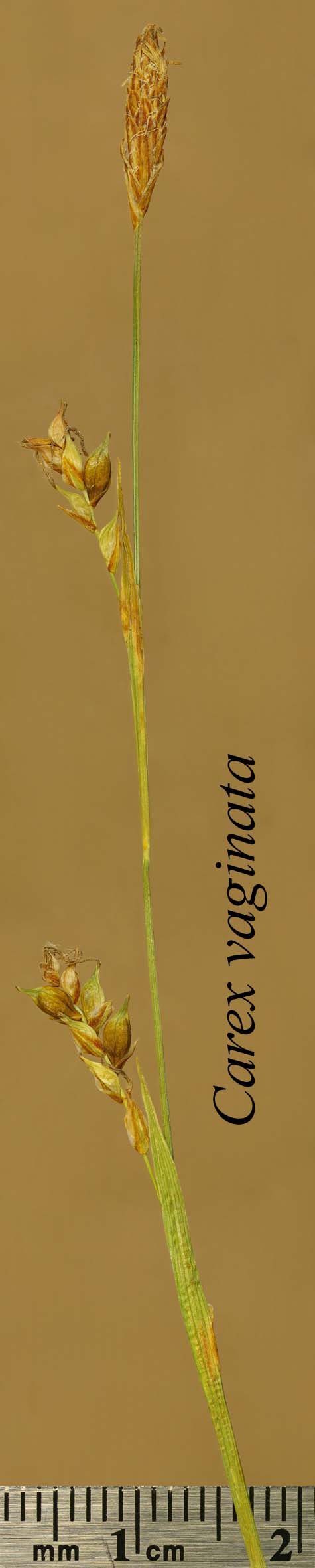 Inflorescence of Carex vaginata