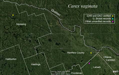 An occurrence map of Carex vaginata in Renfrew County