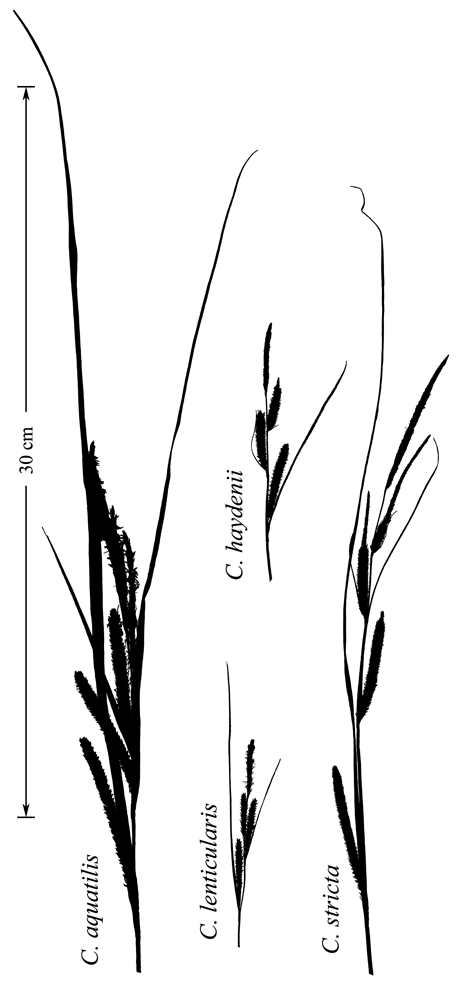 Comparison of the inflorescences for Section PHACOCYSTIS