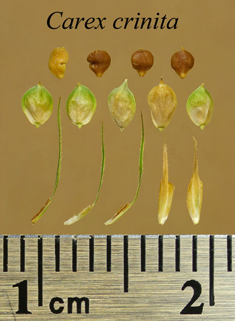 Achenes, perigynia and scales of Carex crinita