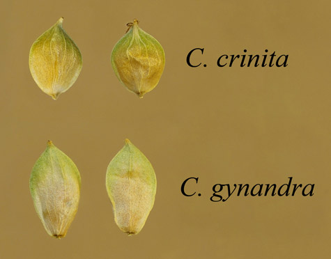 Comparison of the perigynia of Carex crinita and Carex gynandra