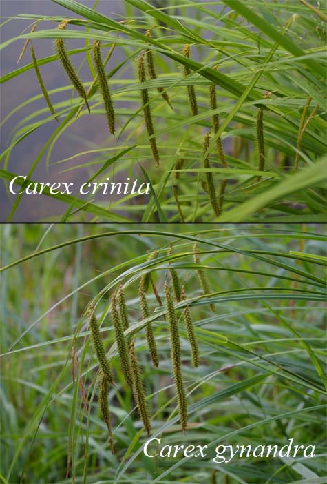 Comparison of Carex crinita and Carex gynandra