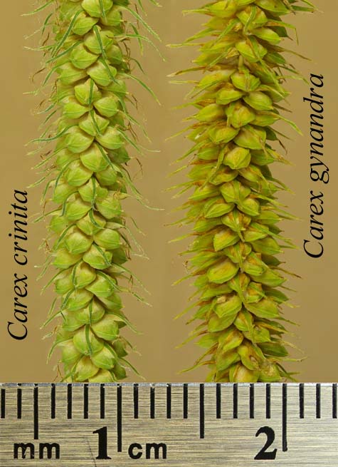 Comparison of the pistillate spikes of Carex crinita and Carex gynandra