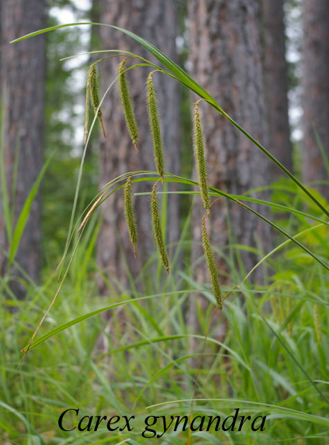 Inflorescences of Carex gynandra