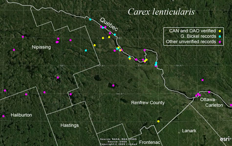 An occurrence map of Carex lenticularis in Renfrew County