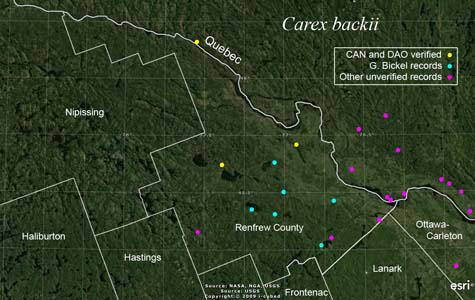 An occurrence map of Carex backii in Renfrew County