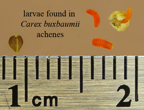 Carex buxbaumii achenes and larvae