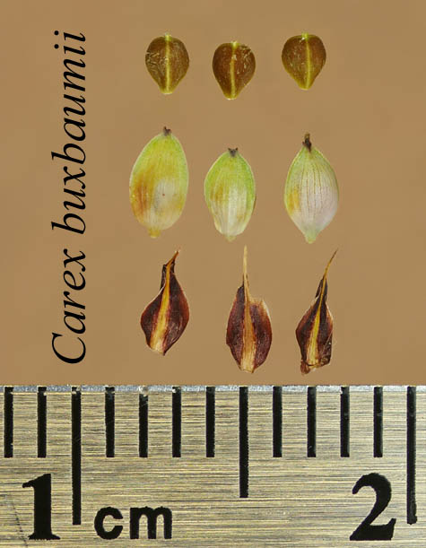 Achenes, perigynia and scales of Carex buxbaumii