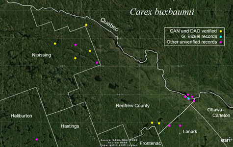 An occurrence map of Carex buxbaumii in Renfrew County