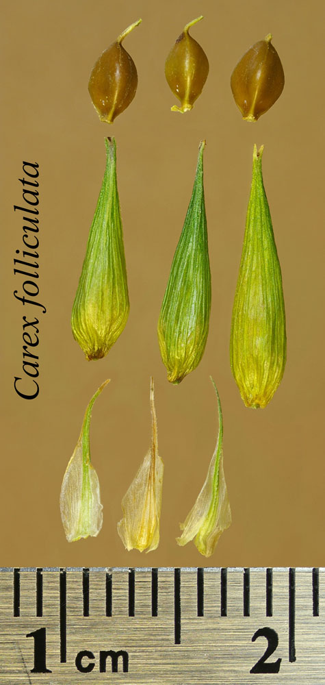 Achenes, perigynia and scales of Carex folliculata