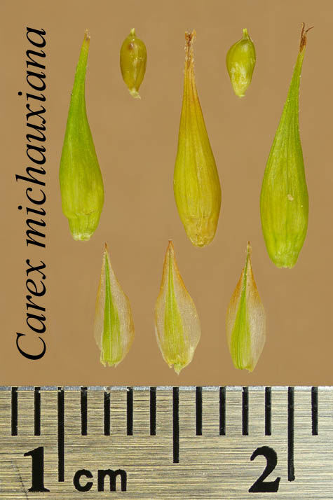 Achenes, perigynia and scales of Carex michauxiana