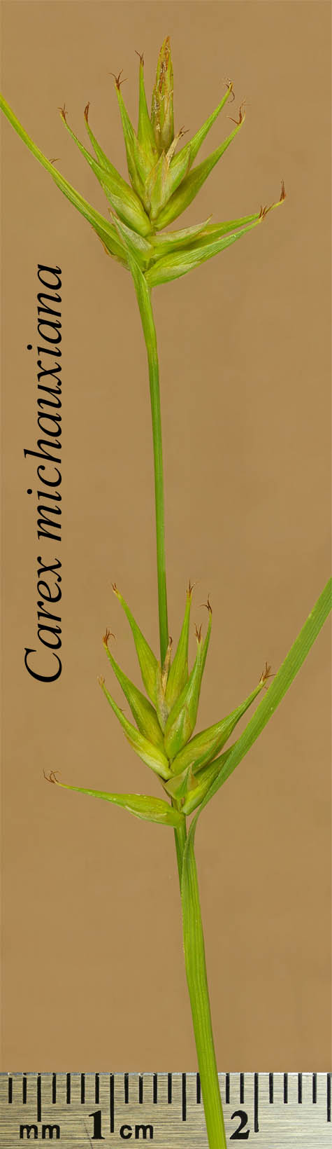 Inflorescences of Carex michauxiana