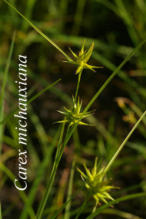 Inflorescences of Carex michauxiana