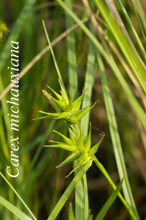 Inflorescence of Carex michauxiana