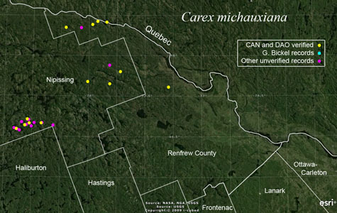An occurrence map of Carex michauxiana in Renfrew County