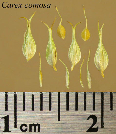 Achenes, perigynia and scales of Carex comosa