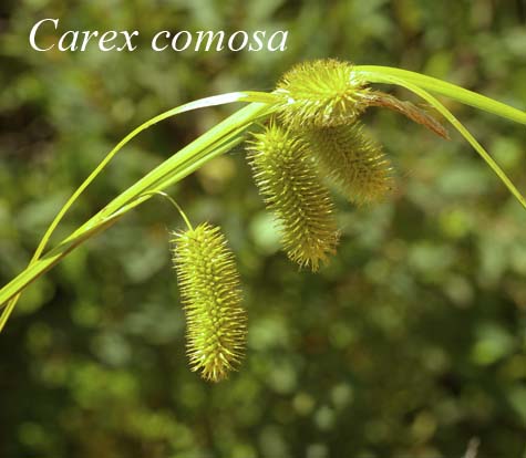 Inflorescence of Carex comosa