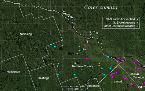 An occurrence map of Carex comosa in Renfrew County