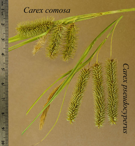 Inflorescences of Carex comosa and Carex pseudocyperus