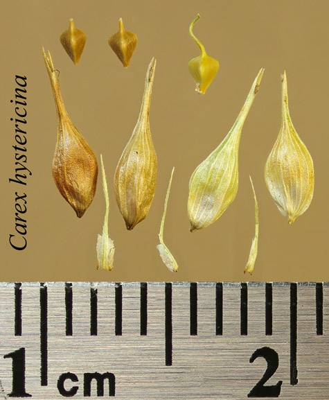 Achenes, perigynia and scales of Carex hystericina