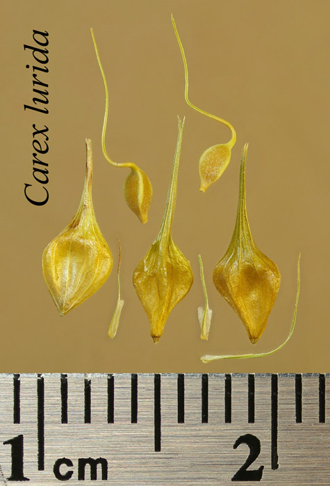 Achenes, perigynia and scales of Carex lurida