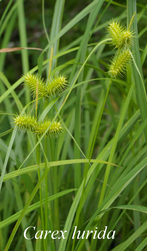 Inflorescence of Carex lurida