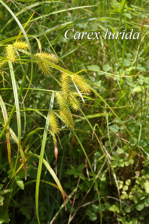 Inflorescence of Carex lurida