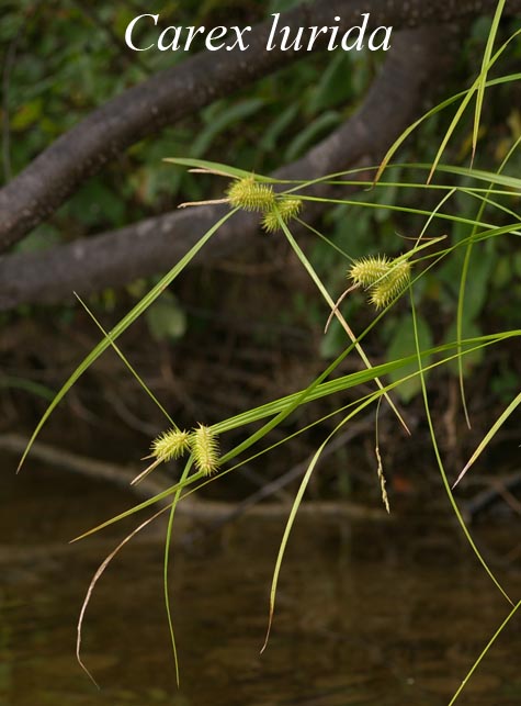 Inflorescence of Carex lurida