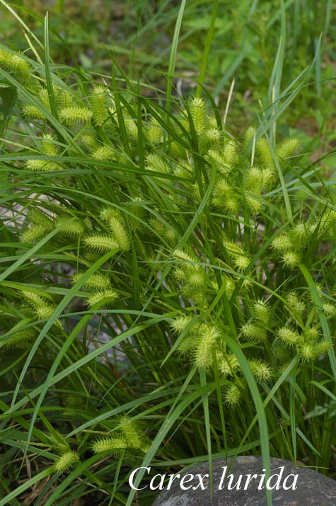 Inflorescence of Carex lurida