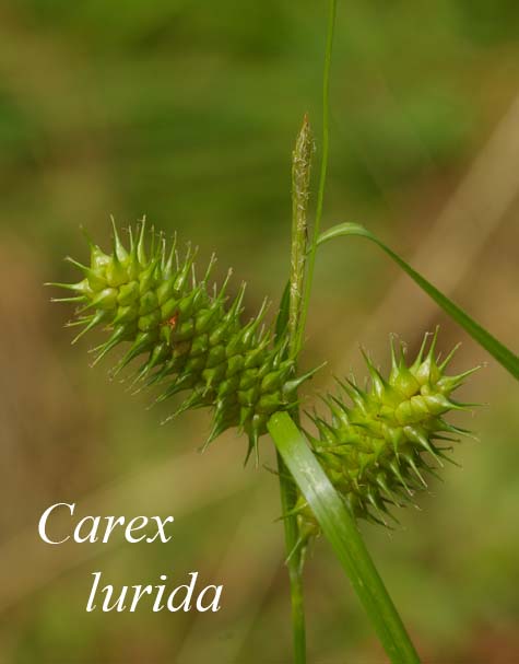 Inflorescence of Carex lurida