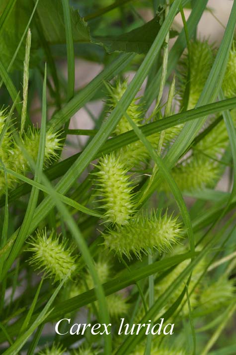 Inflorescence of Carex lurida