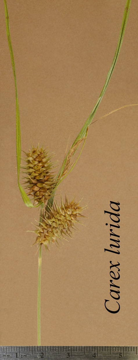 Inflorescence of Carex lurida