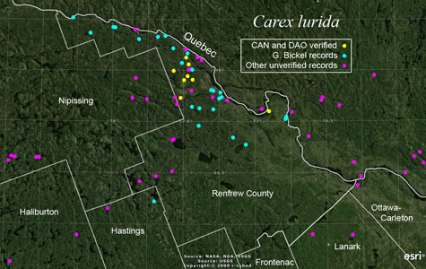 An occurrence map of Carex lurida in Renfrew County