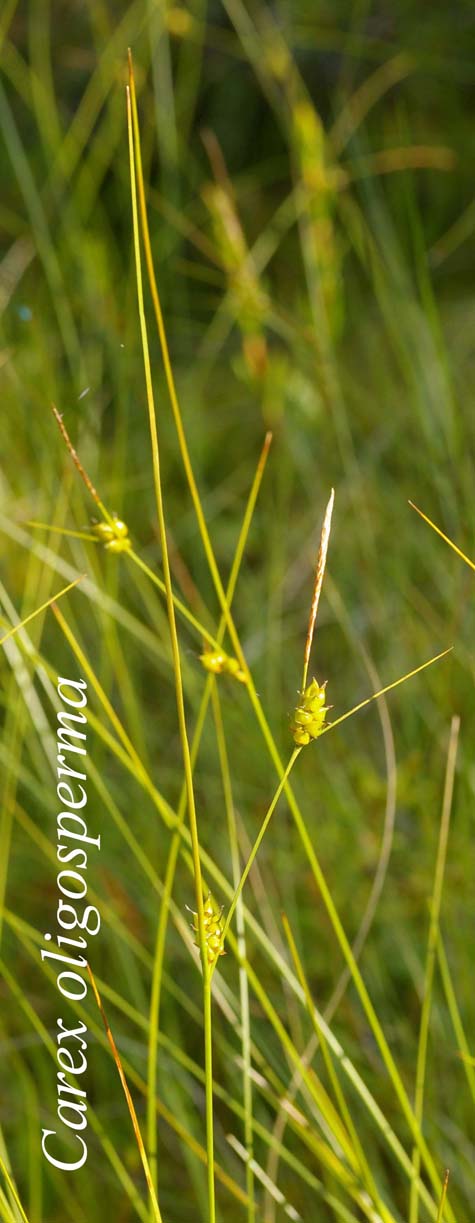 Habit of Carex oligosperma