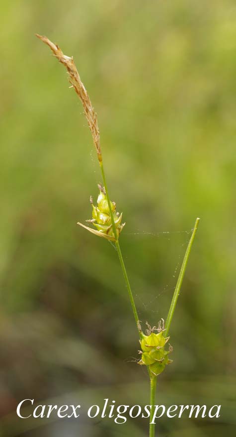 Inflorescence of Carex oligosperma
