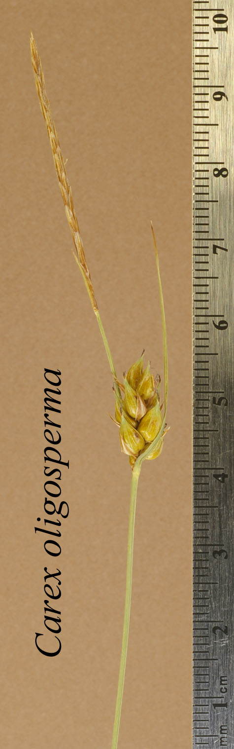 Inflorescence of Carex oligosperma