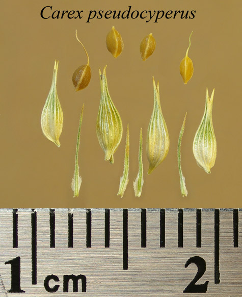 Achenes, perigynia and scales of Carex pseudocyperus