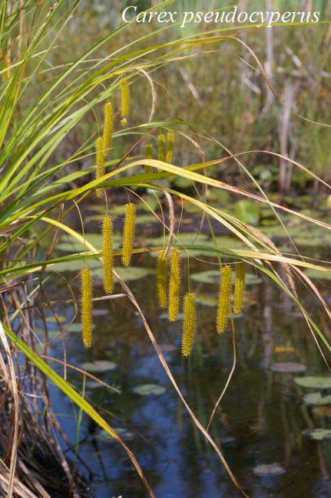 Habit of Carex pseudocyperus