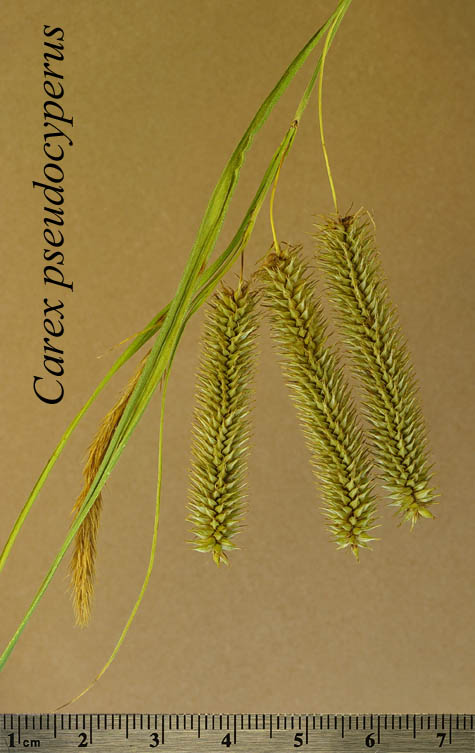 Inflorescence of Carex pseudocyperus