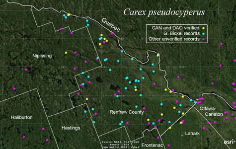 An occurrence map of Carex pseudocyperus in Renfrew County