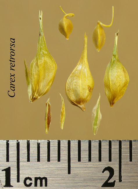 Achenes, perigynia and scales of Carex retrorsa