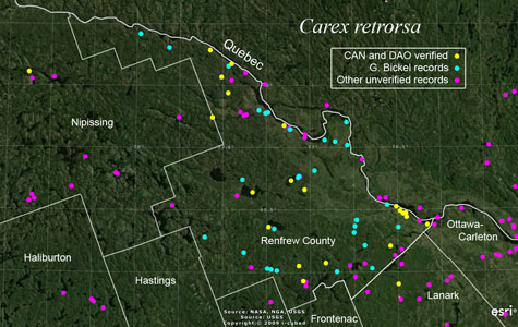 An occurrence map of Carex retrorsa in Renfrew County