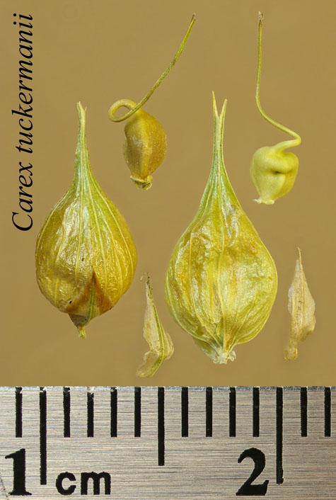 Achenes, perigynia and scales of Carex tuckermanii