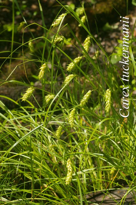 Habit of Carex tuckermanii