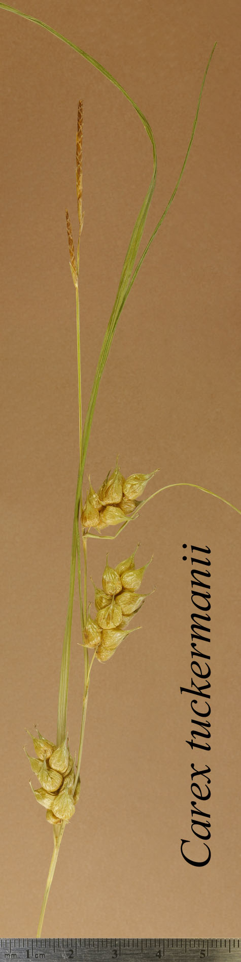 Inflorescence of Carex tuckermanii