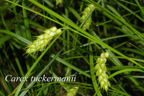 Inflorescence of Carex tuckermanii