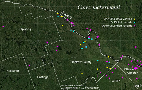 An occurrence map of Carex tuckermanii in Renfrew County